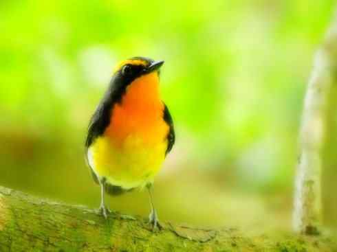 美丽无罪：雀鸟之姬鹟