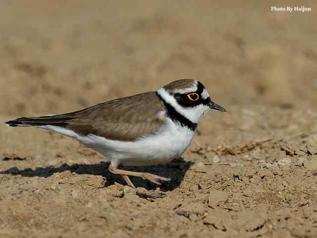春之歌(野鸭湖拍摄金眶鸻)
