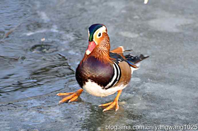 冰上的鸳鸯（雄性）