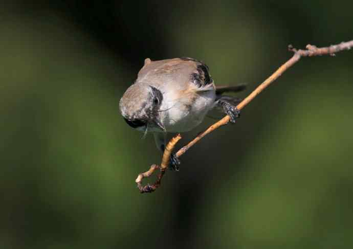 小伯劳长成(4)  独立 特写