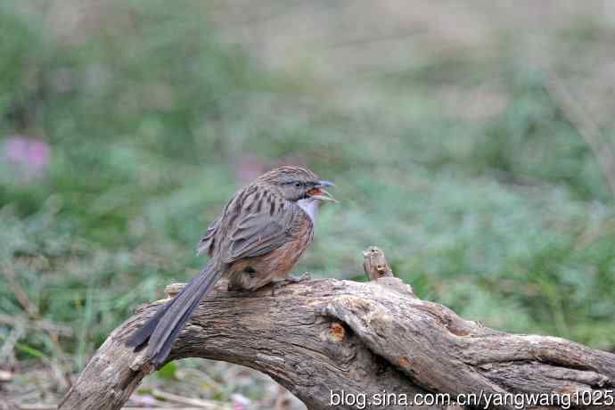 北京天坛公园的鸟类——山鹛（1）