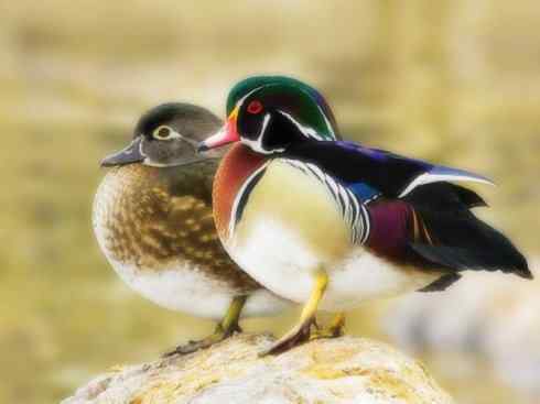 欣赏：美丽的栖鸭2