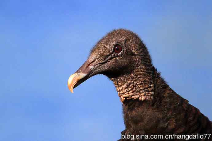 鸟雀肖像：黑美洲鹫（2）