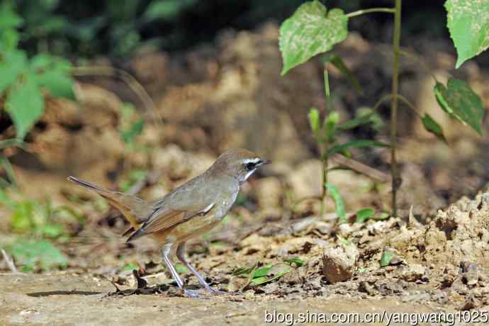 雄性红喉歌鸲(20) 雄性红喉歌鸲(20)