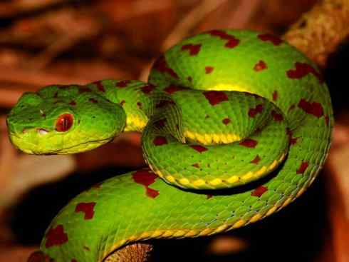 龙：传说的兽原型探秘（蝮蛇类）