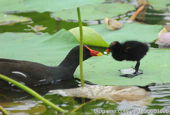 黑水鸡育雏 黑水鸡育雏