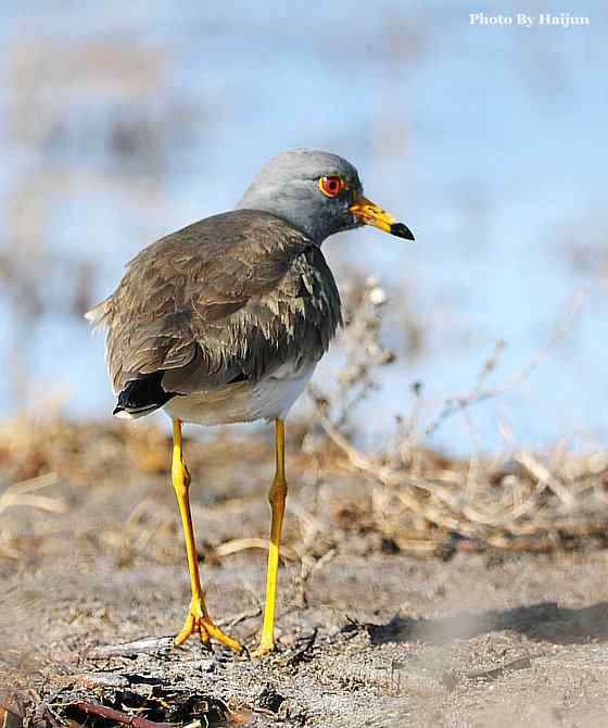 风乍起 wbr吹皱一湖碧水(观赏灰头麦鸡)