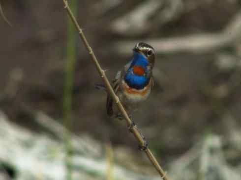 家禽驯化之源之二十七