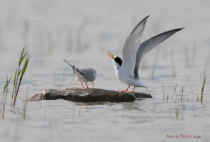 白额燕鸥：丹青写意 wbr似水柔情