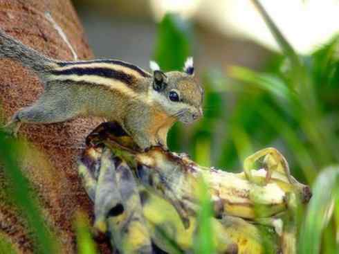 动物世界：山寨还是原创之七