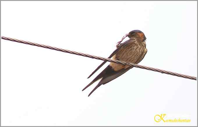 鈥溋菲胶饽锯澋慕鹧唷菊掌