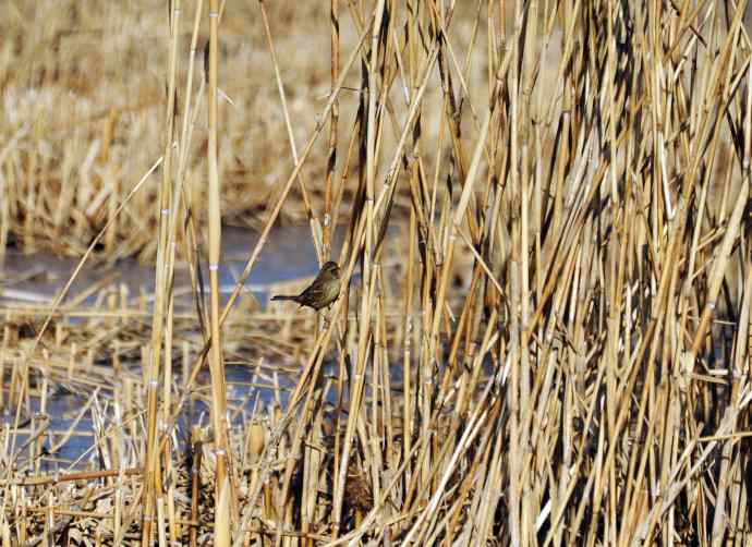 灰头鹀（记录版）