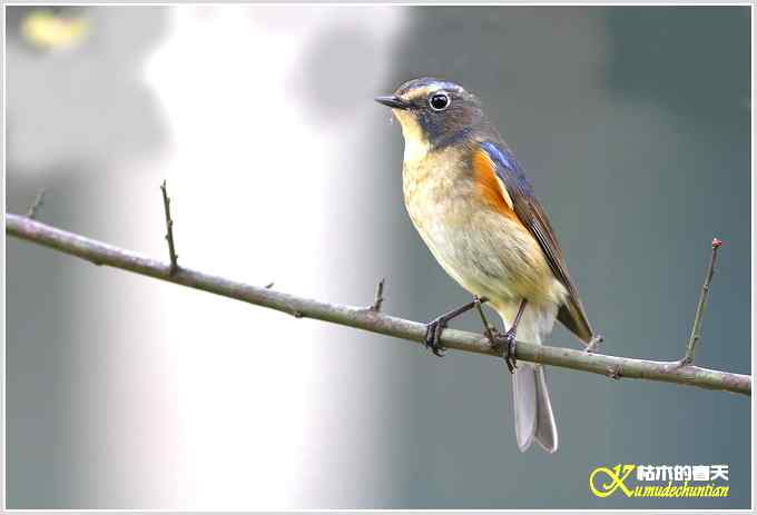 鸟上枝头【照片】 鸟上枝头【照片】