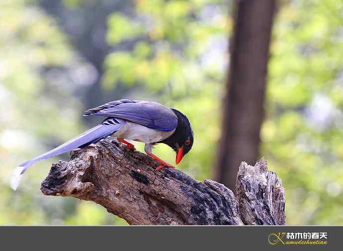 休闲拍鸟之二:红嘴蓝鹊 休闲拍鸟之二:红嘴蓝鹊