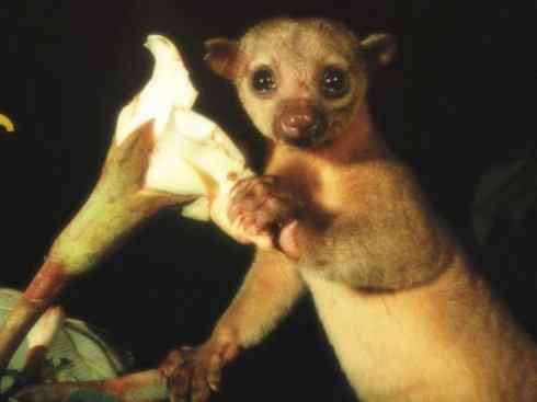 十大喜食蜂蜜动物：蜜熊