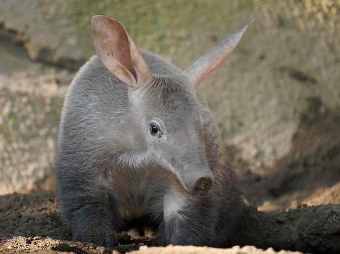 盘点十二大著名食蚁动物：土豚