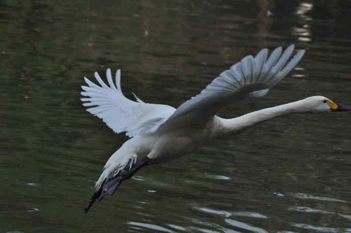 白天鹅、斑头雁
