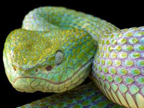 龙：传说的兽原型探秘（响尾蛇类）