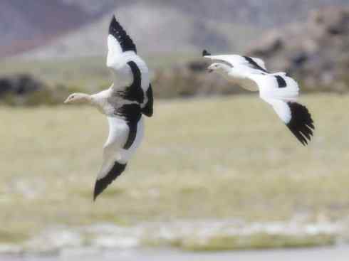 欣赏:美丽的草雁 欣赏:美丽的草雁