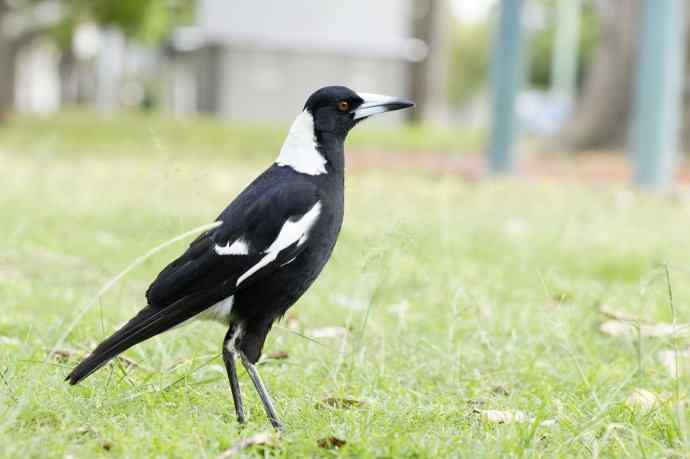 澳洲拍鸟鈥斺斂诩即笸鹾诒持尤