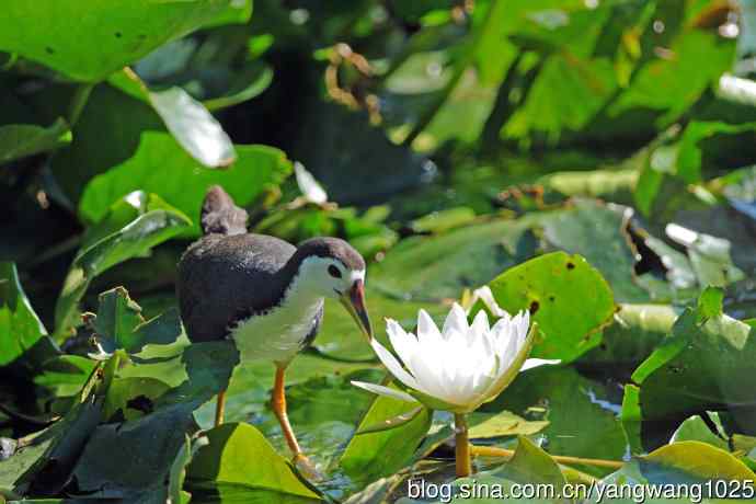 白胸苦恶鸟（6）