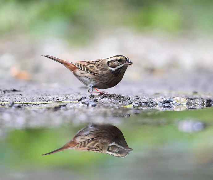 虎斑地鸫夜色中现身 wbr神坛威名依旧
