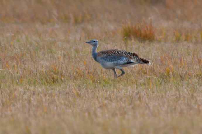 克旗草原 wbr邂逅大鸨