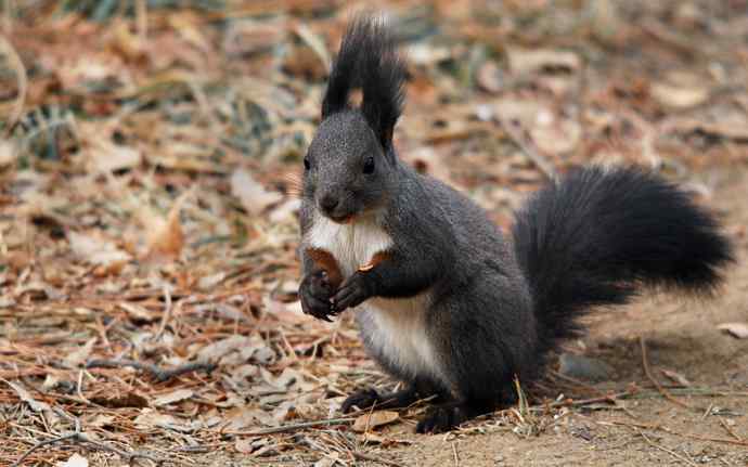 植物园赏鸟，先观松鼠表演。（组图）
