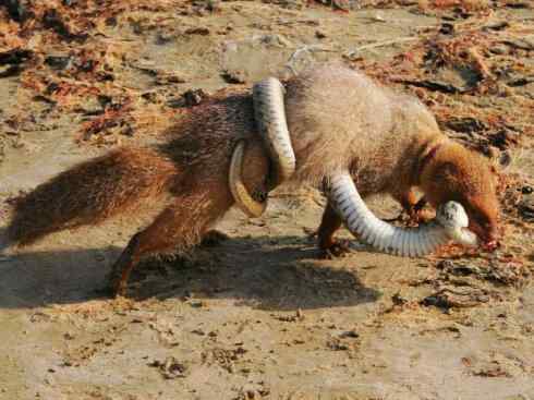 天生猎手：非猛禽类猎手之四（荒漠猎手走鹃）