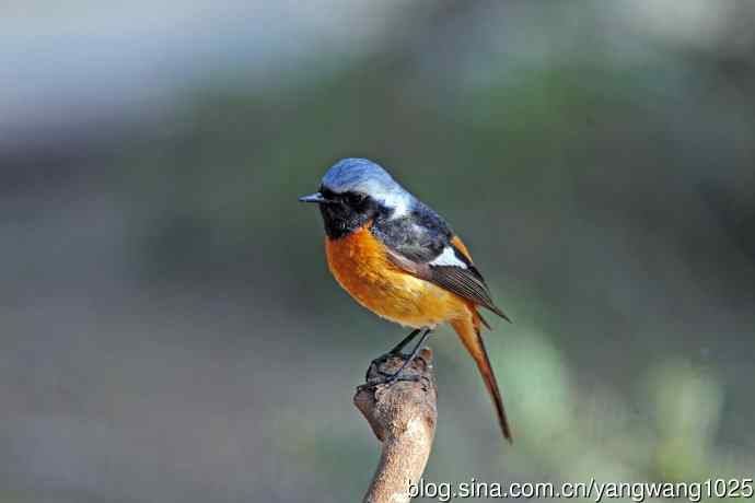 雄性北红尾鸲（28）