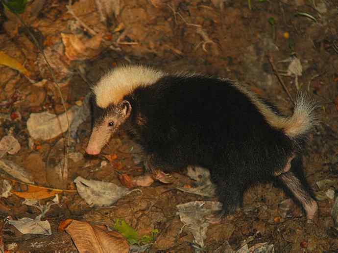 犬科：狐亚科之大耳狐