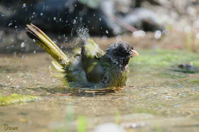 嬉水的领雀嘴鹎