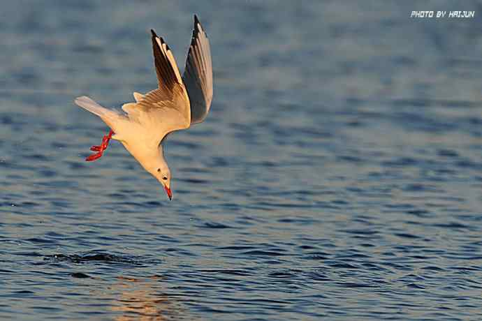秋实（鹤鹬 wbr遗鸥 wbr扇尾沙锥 wbr金斑鸻）