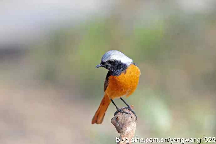 雄性北红尾鸲（31）