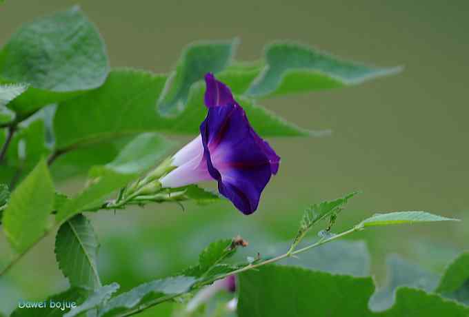 牛鹭两相伴 wbr景鸟一镜收 牛鹭两相伴 wbr景鸟一镜收