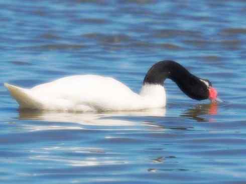 奇特的盔：黑颈天鹅