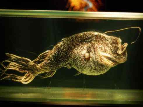 鱼类活化石：月眼鱼