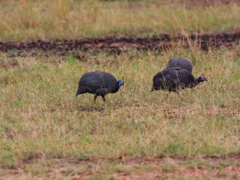 奇特的盔：盔珠鸡