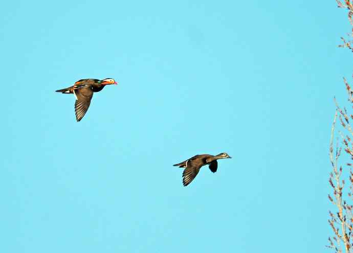 热恋季节的鸳鸯