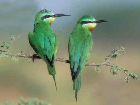 绝色攀禽：佛法僧目之蜂虎2