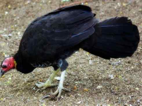 另类鸟类建筑师之二（褐背拟地鸦、雪雀）