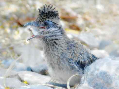 天生猎手：非猛禽类猎手之四（荒漠猎手走鹃）