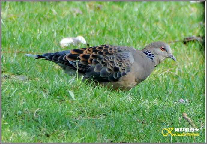 RP？鸟运？【照片】