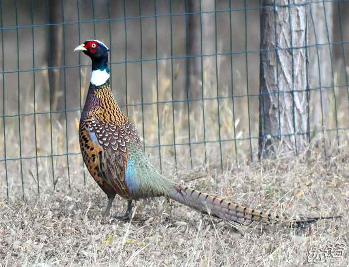 官厅水库&nbsp;wbr路&nbsp;wbr楔尾伯劳和雉鸡