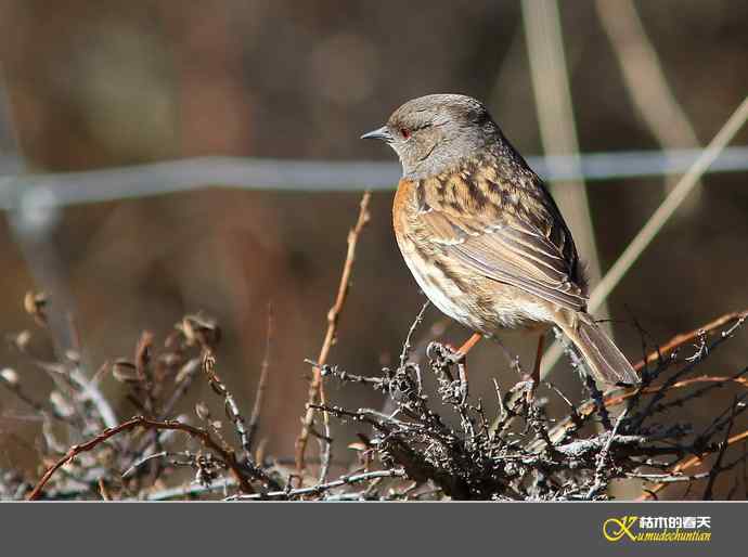 高原鸟鈥滒堆茵意潯臼蹬摹