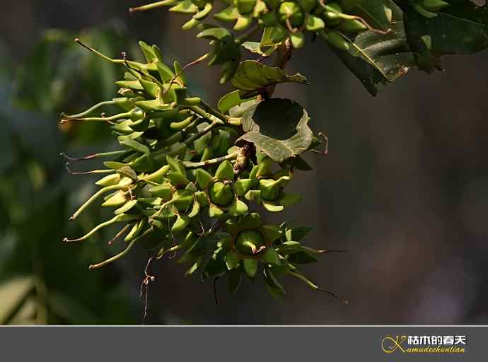西双版纳拍鸟之一【实拍】