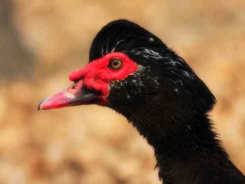 雁鸭之最之二 雁鸭之最之二