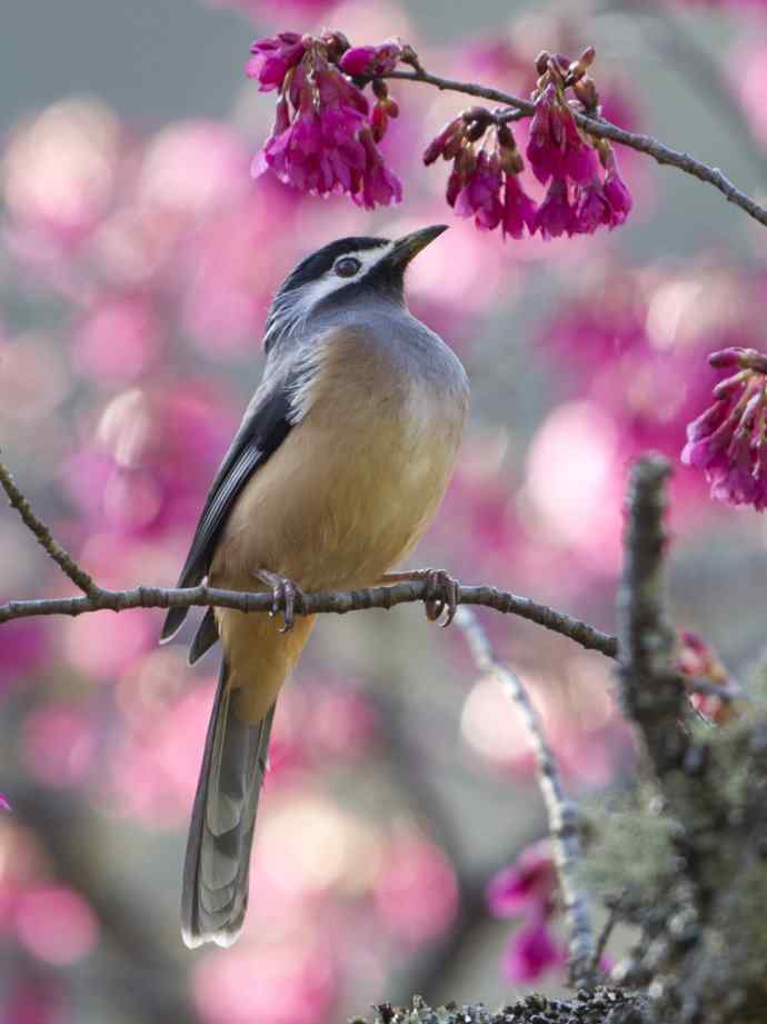 炮的野生鸟类摄影2012总结之三---黄昏界