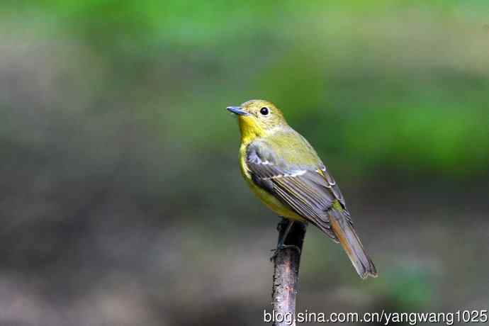 雌性绿背姬鶲（4）