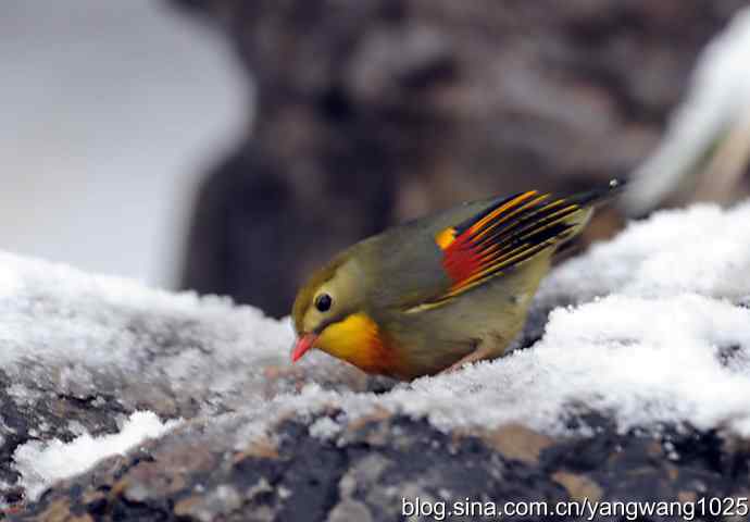 雪中相思鸟 wbr1